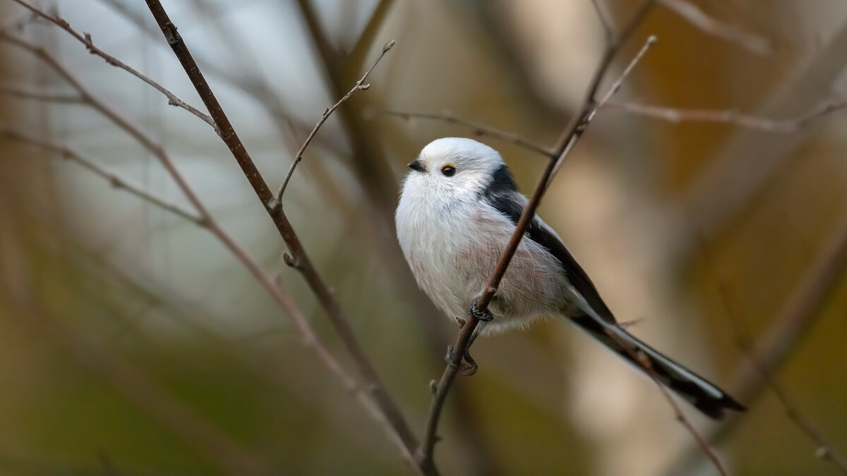 Ополовник - Владимир Лазарев