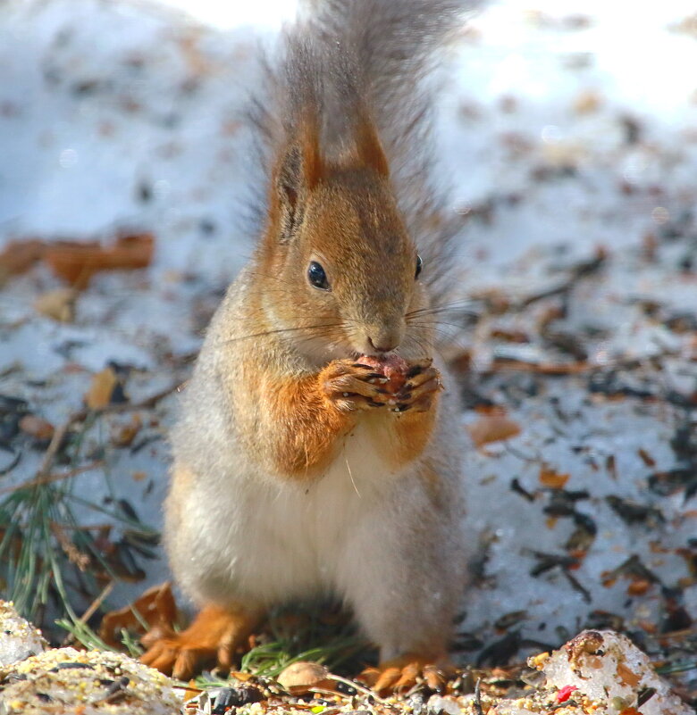 ...да орешки там грызёт ... - Andrey Bragin 