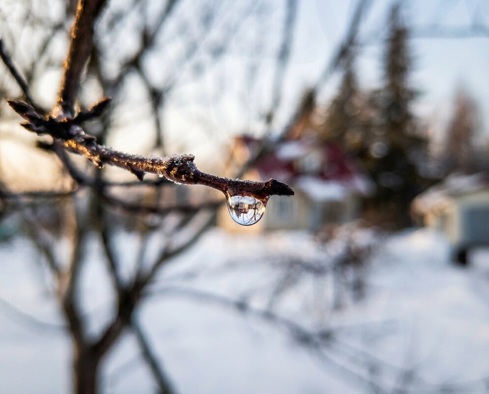 капля воды на ветке весной - Лилия 