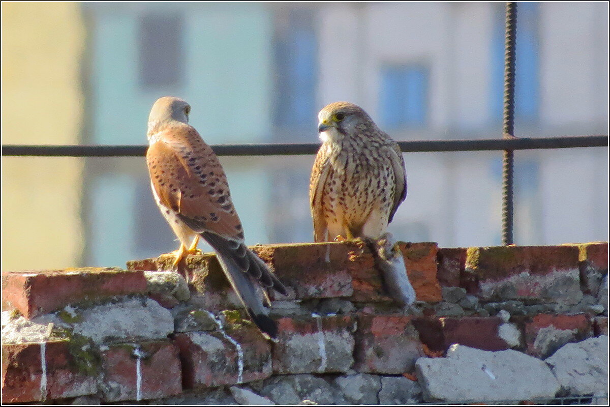Вознаграждение - Сеня Белгородский