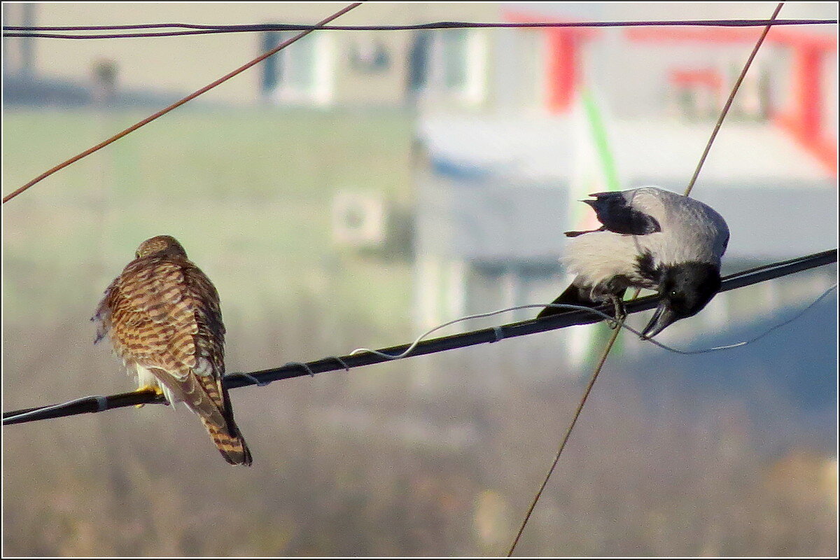 Мне для стройки ... - Сеня Белгородский Мне для стройки ... - Сеня Белгородский