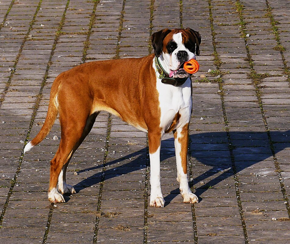 Из жизни животных(серия) - Владимир Манкер