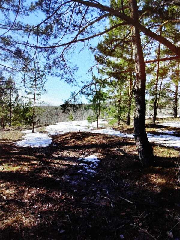 Март в лесу - Людмила Смородинская