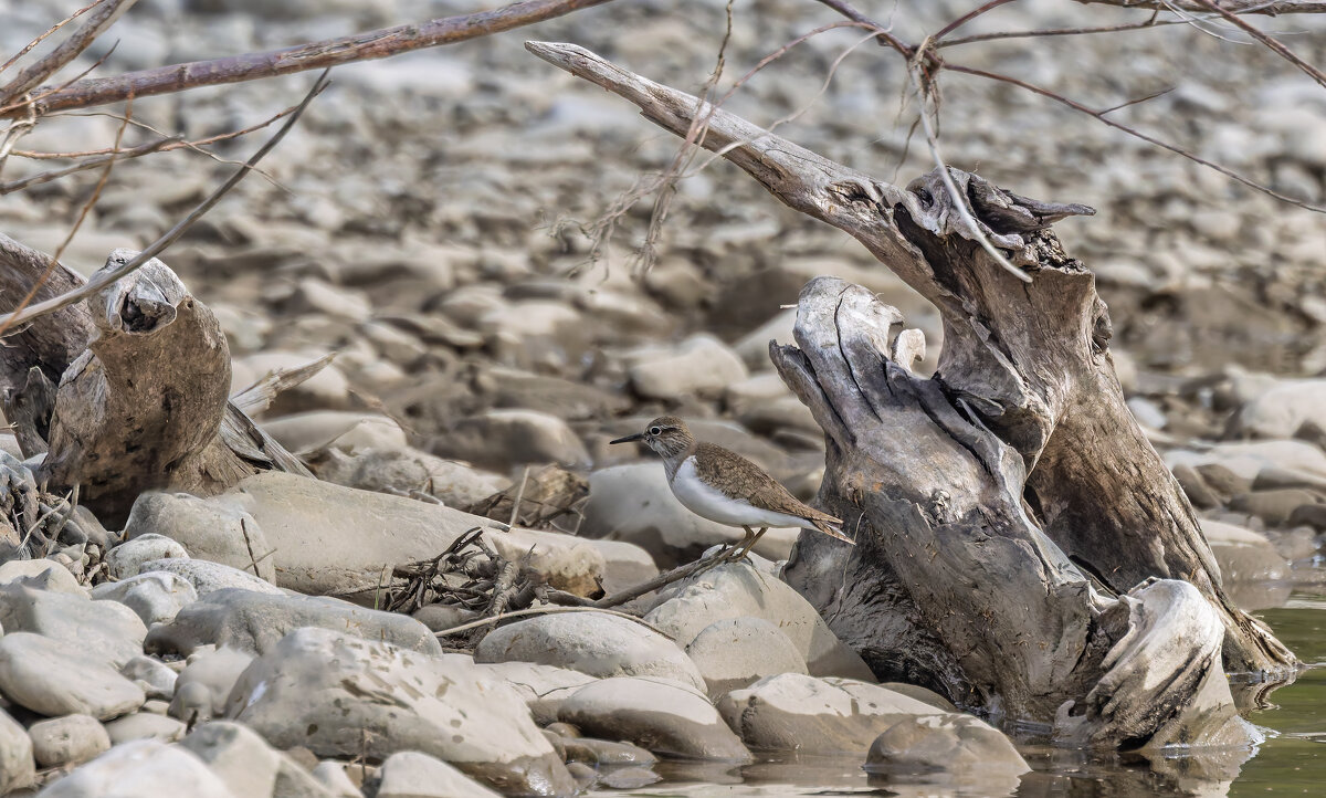 кулик - юрий макаров