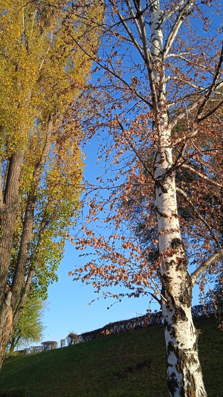 октябрь - Елена Шаламова