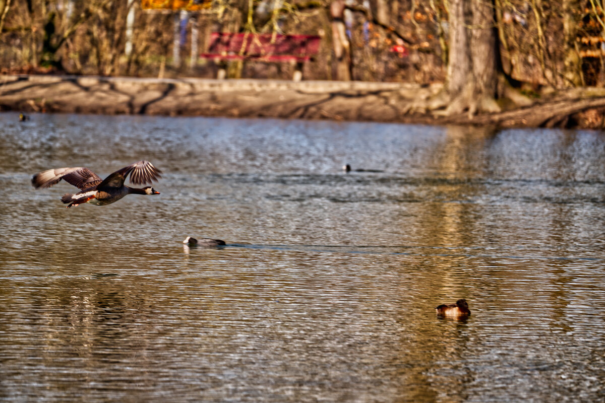 Пруд - Jakob Dick