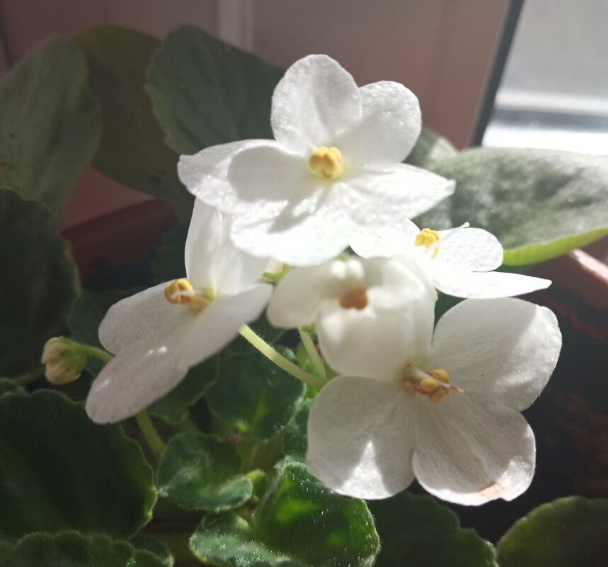 Фиалка - Елена Семигина