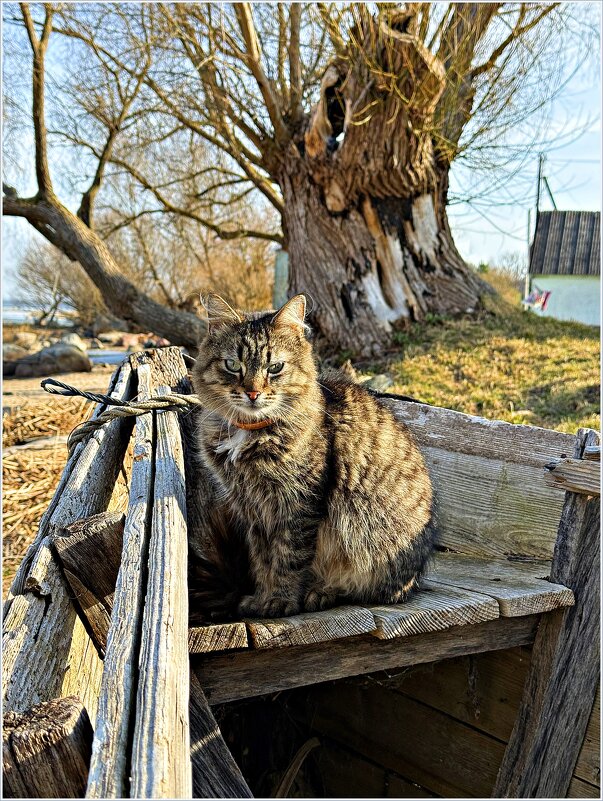 Котик в лодке. - Валерия Комова