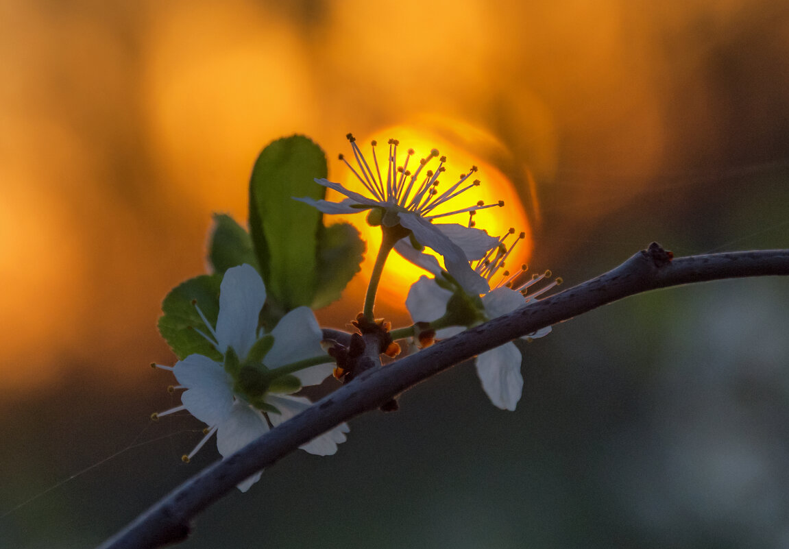 Провожая солнце - Наталья Димова