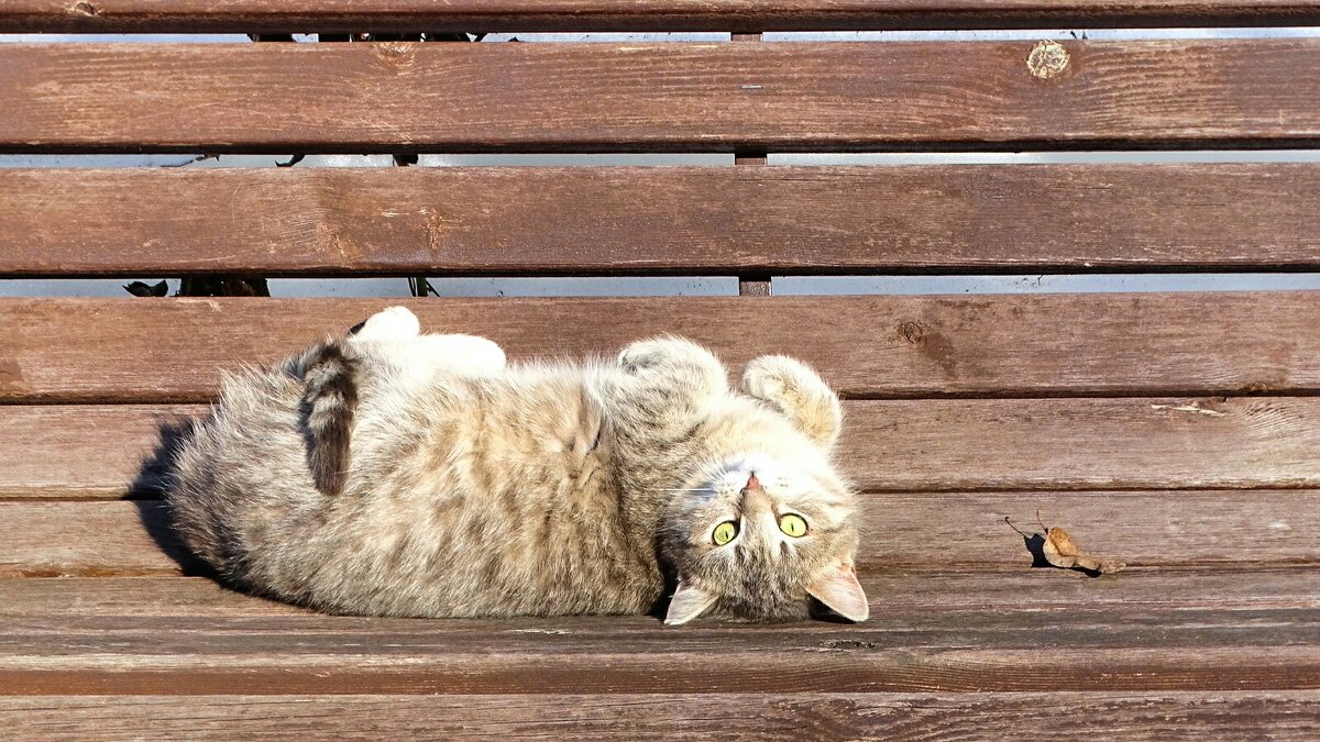 Кошка на солнышке. - Милешкин Владимир Алексеевич 