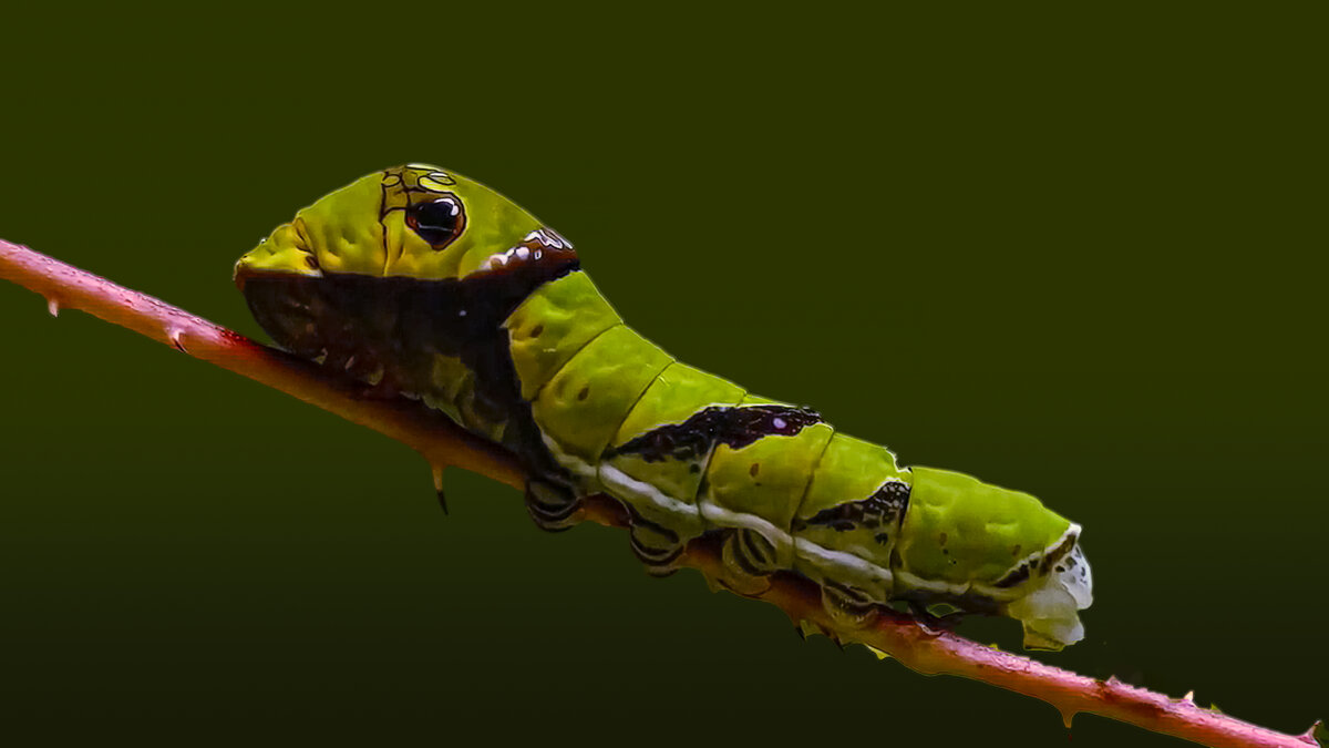 Гусеница бабочки-совы - Aleksey Afonin