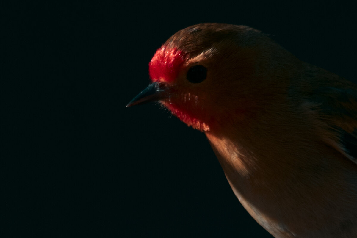 Огненноголовая синица - Yudong Liu