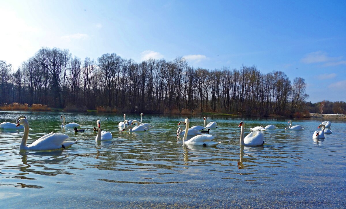 Лебединое озеро.... - Галина 