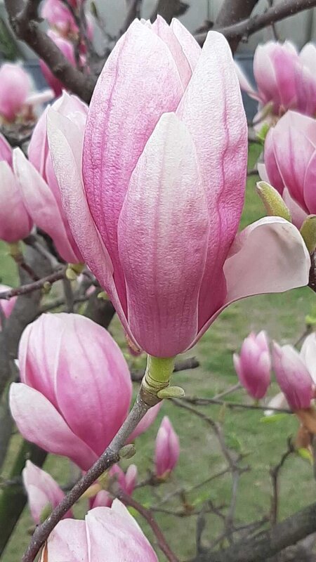 МАГНОЛИЯ - Tata Wolf