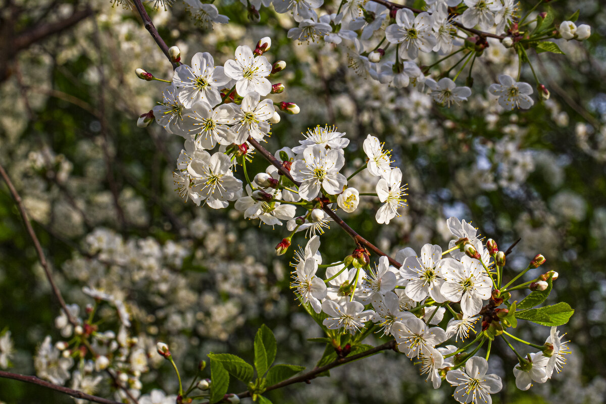 Не заметим,как придёт пора цветения. - Петр Беляков