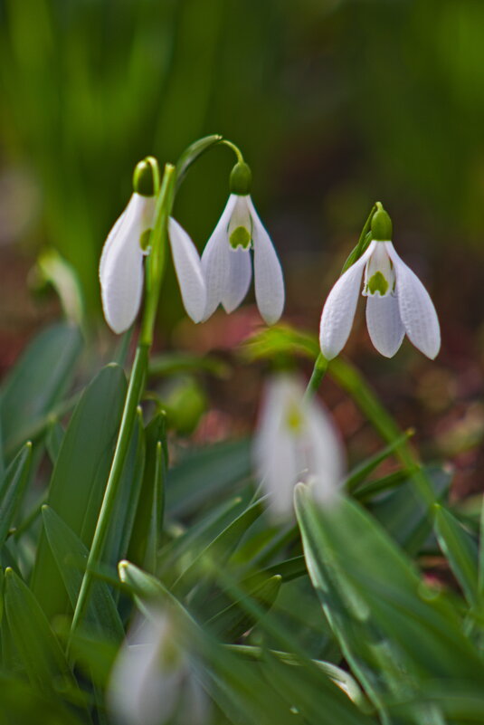 Подснежник . - Giant Tao /