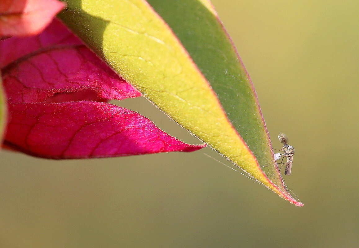 Горбатка- скайл - флай. Горбатая муха. - Оля Богданович