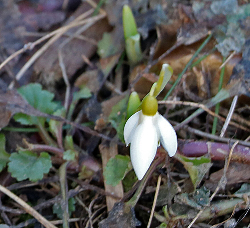 Первый подснежник - Светлана 
