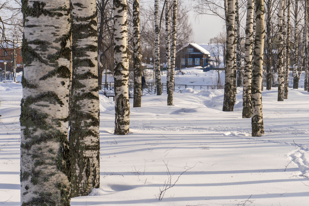 Березовый парк - Сергей Ц