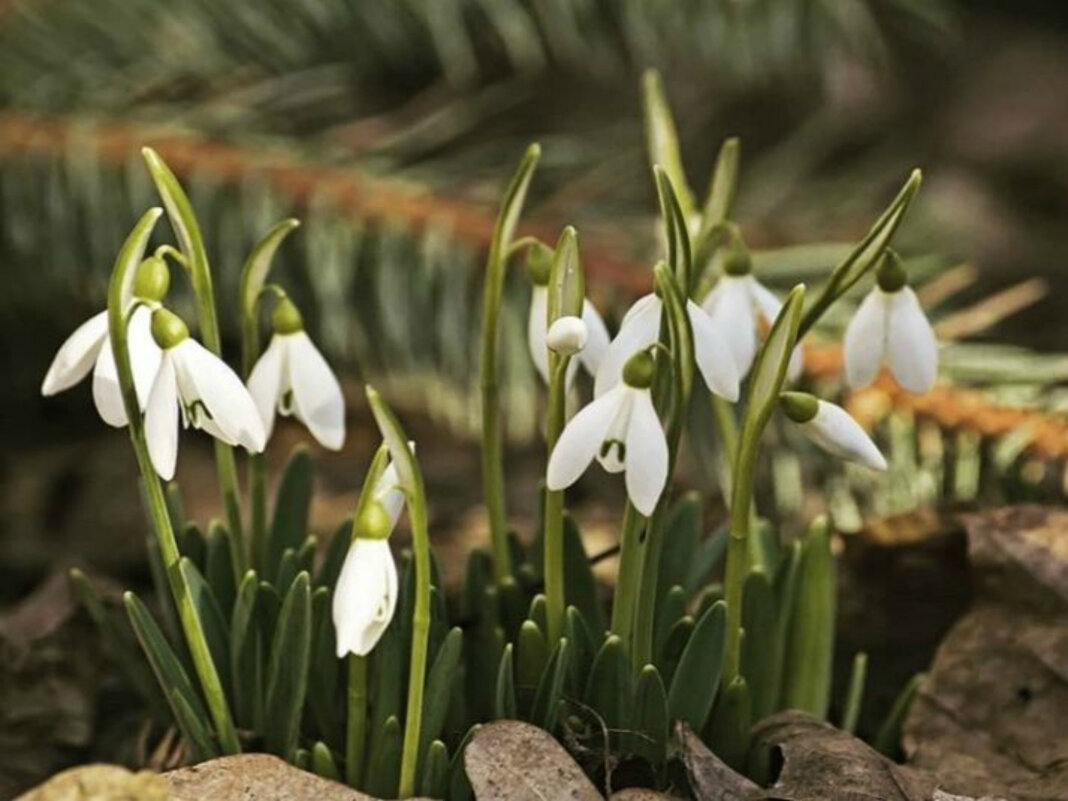 17 марта, подснежники - Татьяна Львова