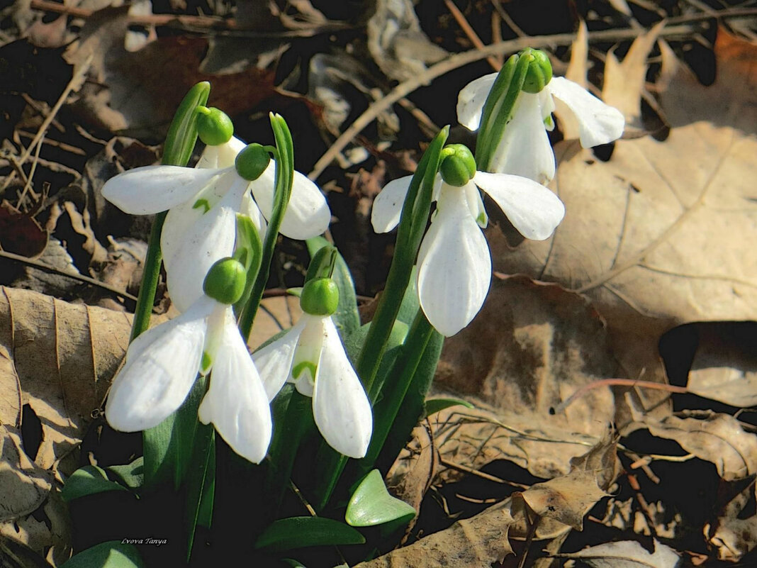 17 марта, подснежники - Татьяна Львова