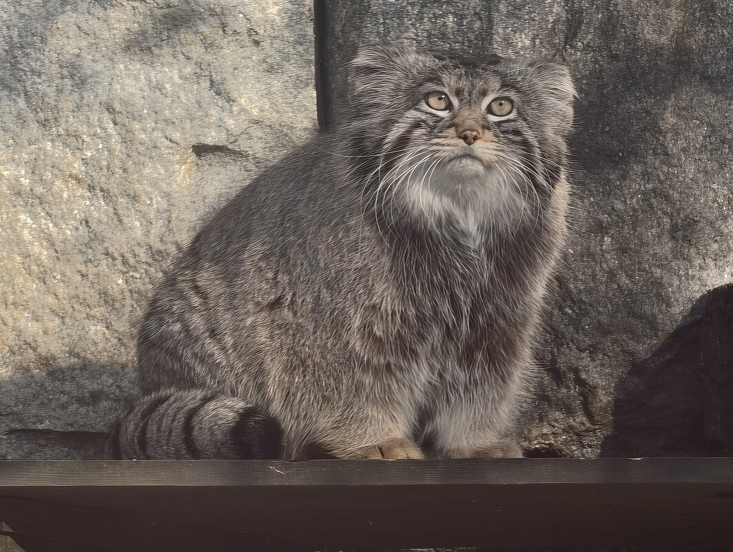 Манул Тимоша - <<< Наташа >>>