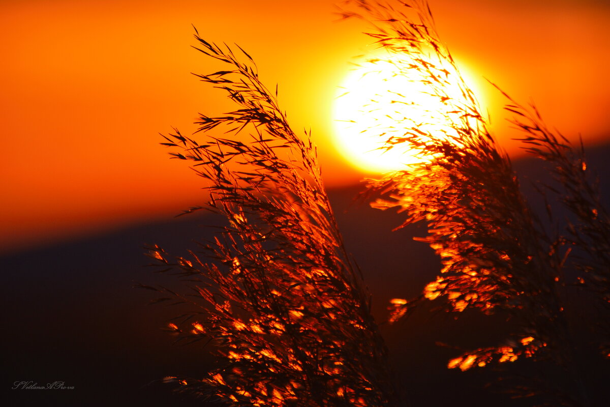 На ветру - Svetl@n@ Prolubshchikov@