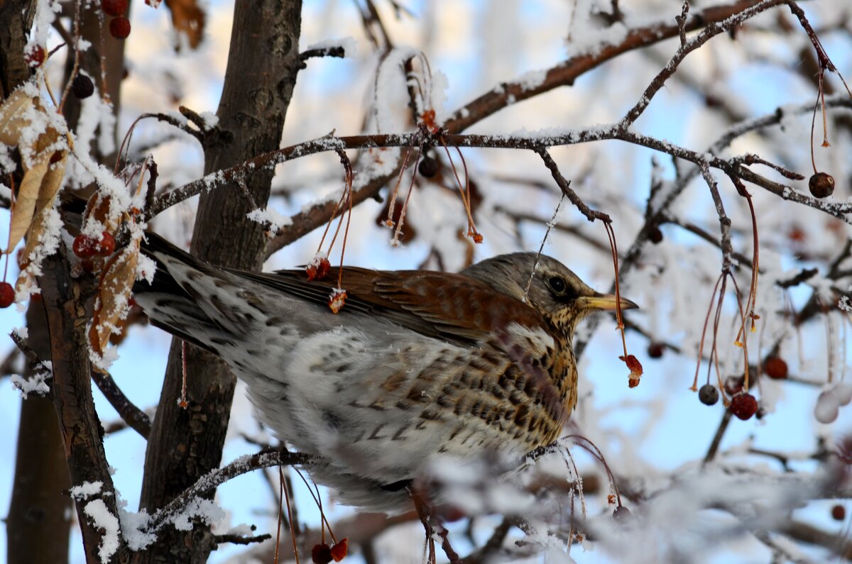 прилетели - Savayr 