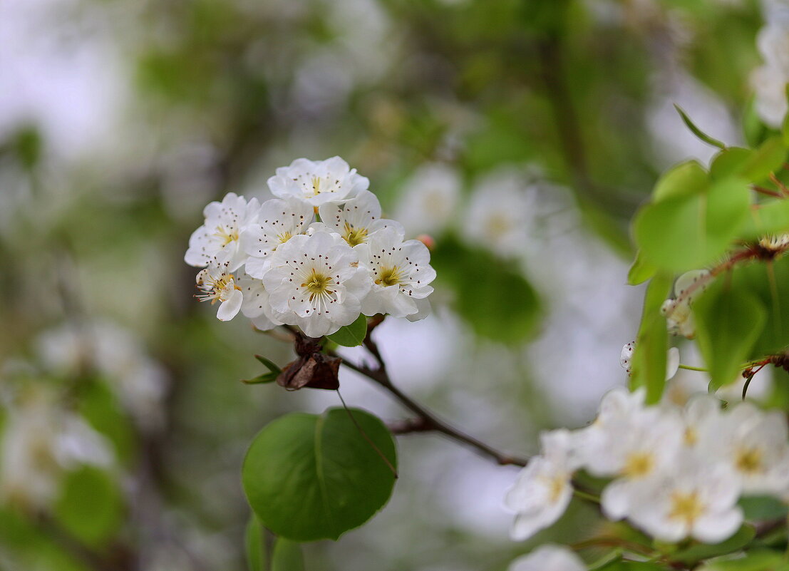 Весна. - Оля Богданович
