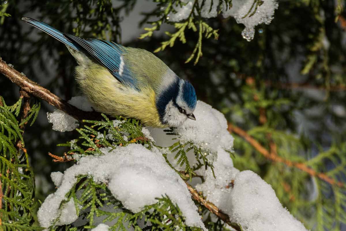 Лазоревка. - Nikolay Lovec