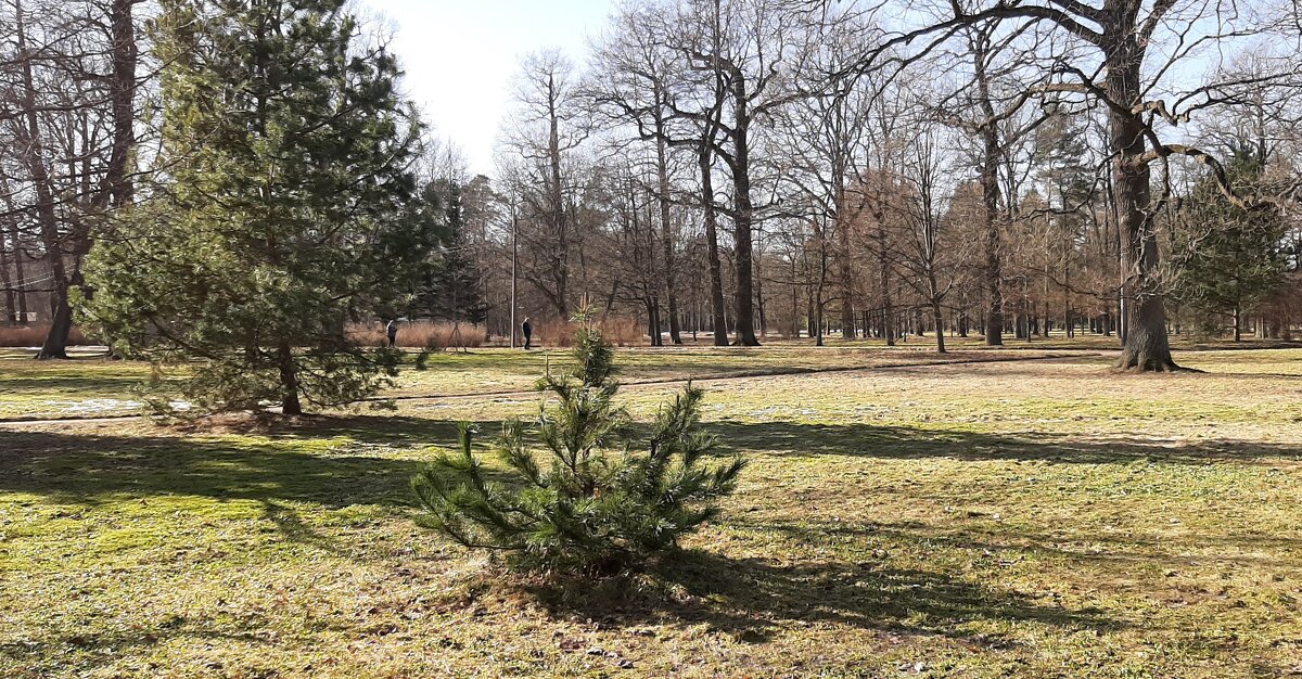 Парк Александрия. Март - Наталья Герасимова