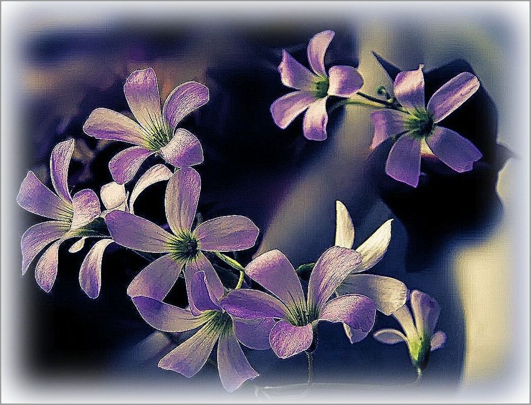 Лиловые цветики ... - Валентина Надсон