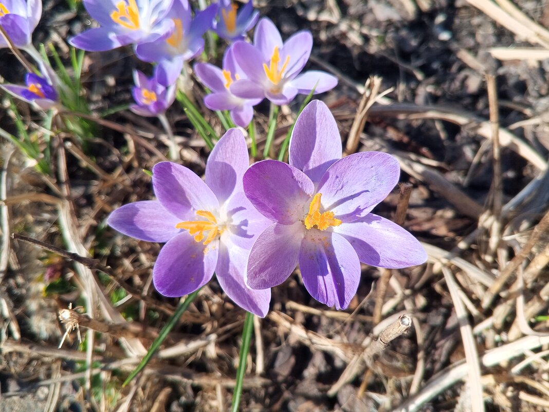Крокус - Сапсан 