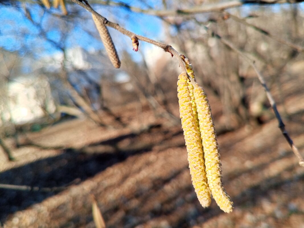 Орешник - Сапсан 