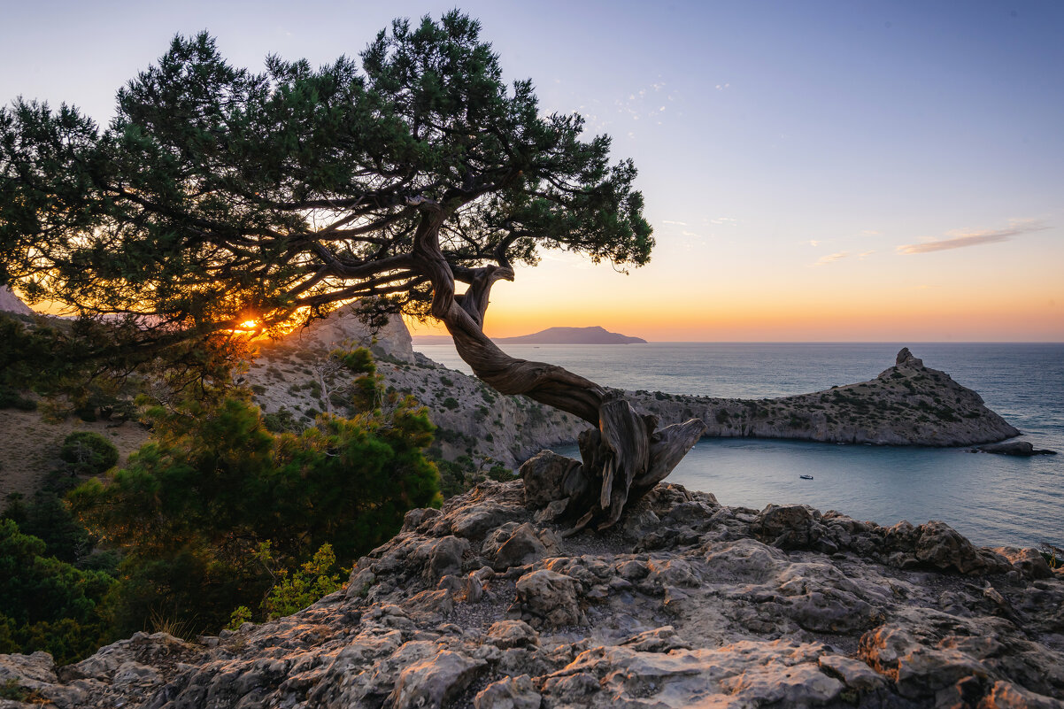 Крымский бансай - Сергей Сабешкин