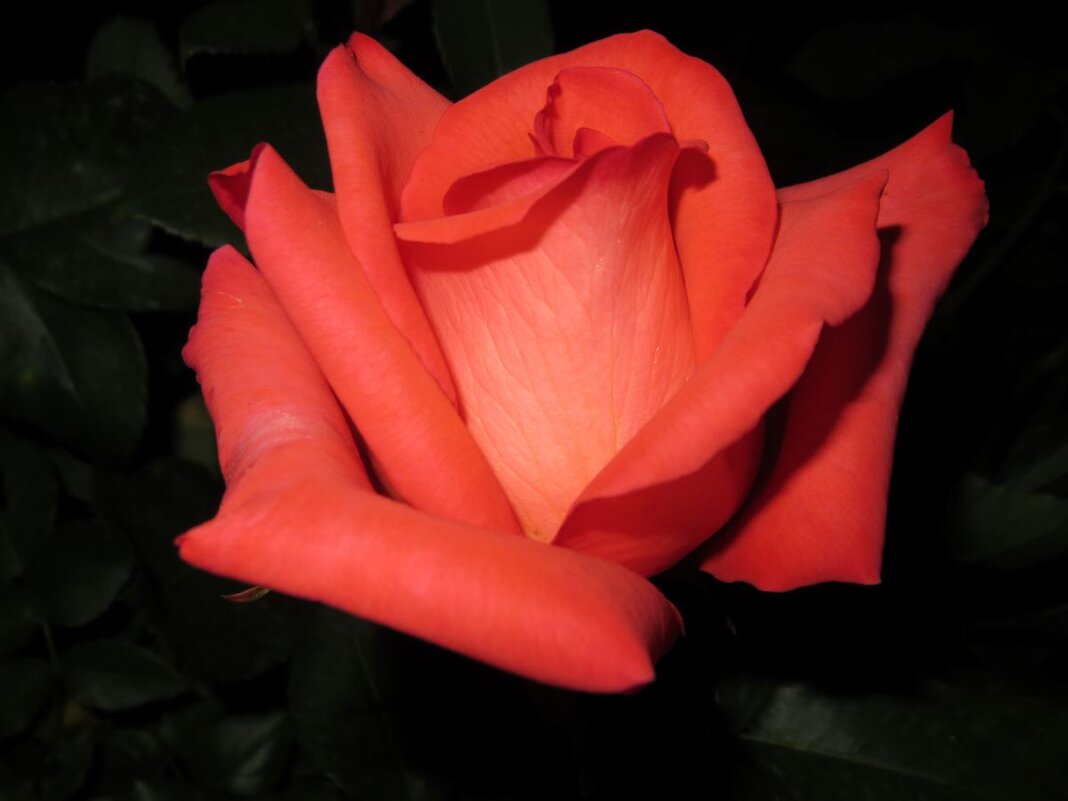 Розы... розы... - viach 