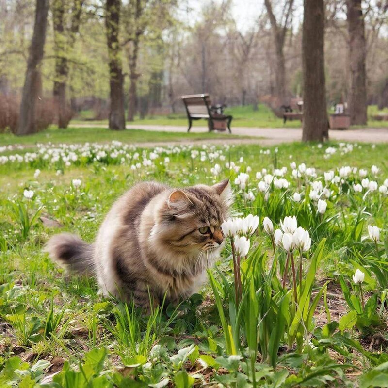 Ароматы весны - Ольга 