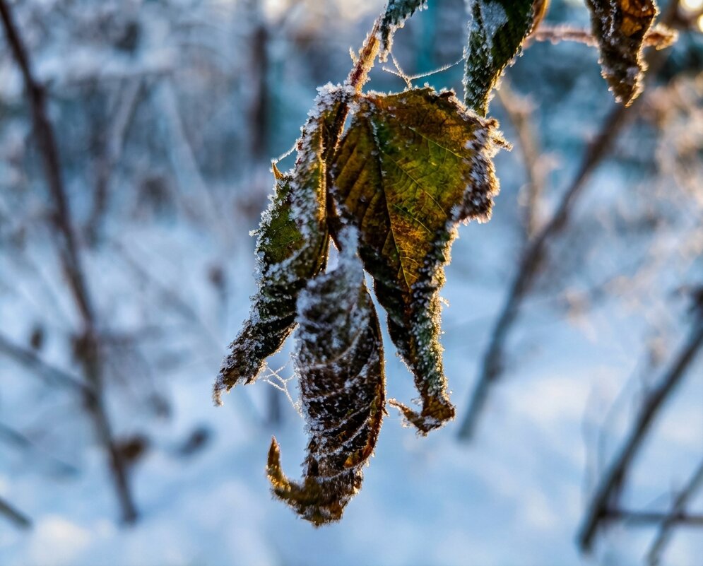 Сухие листья смородины зимой - Лилия 