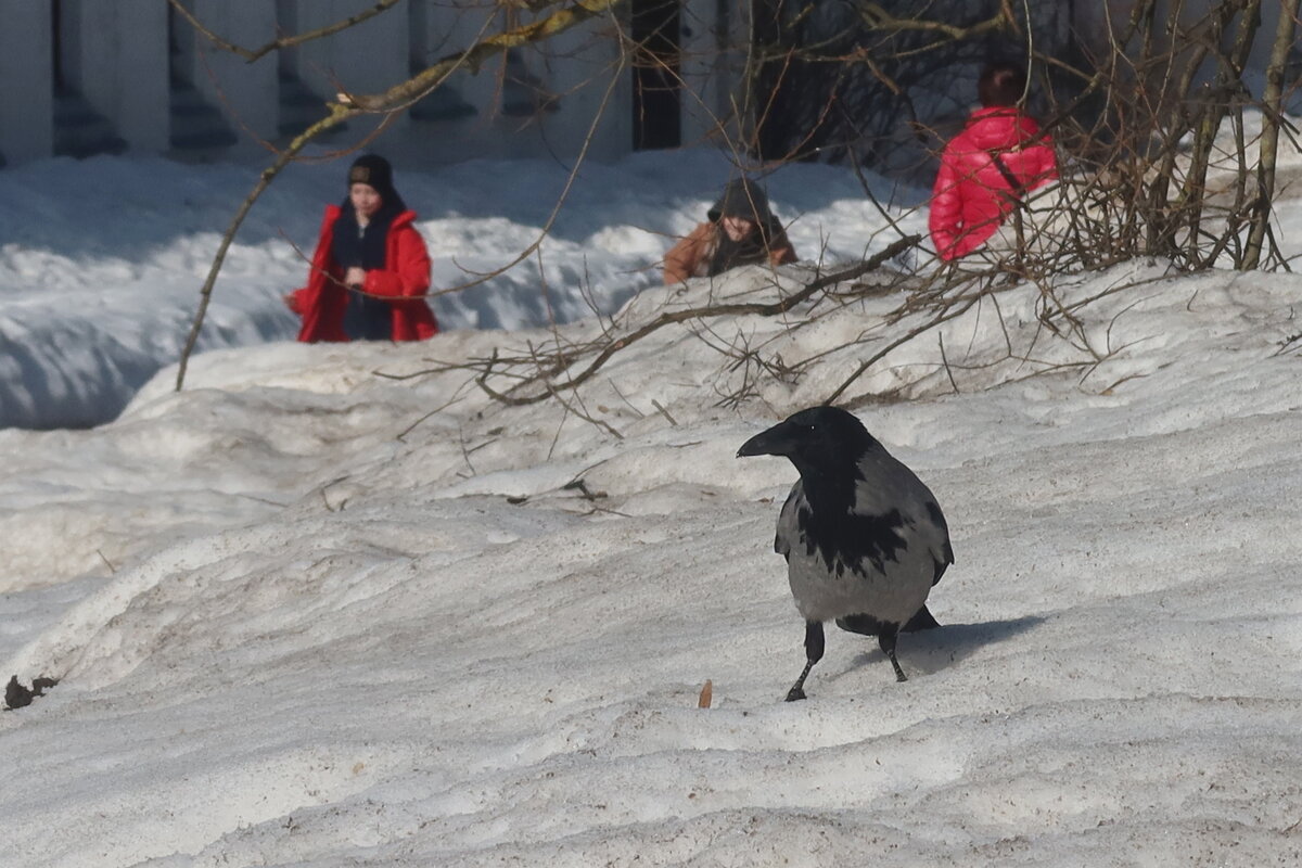 Московская ворона - Дмитрий И_