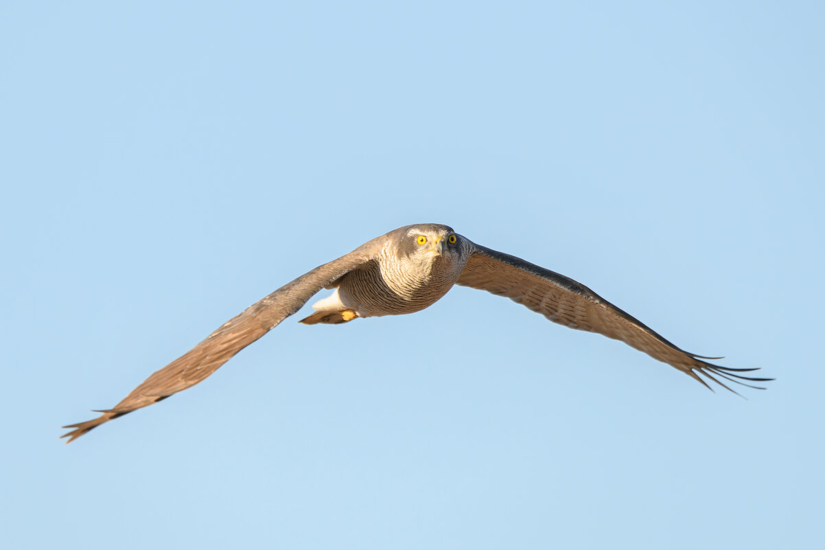 Ястреб-тетеревятник в полёте - Дарья Меркулова