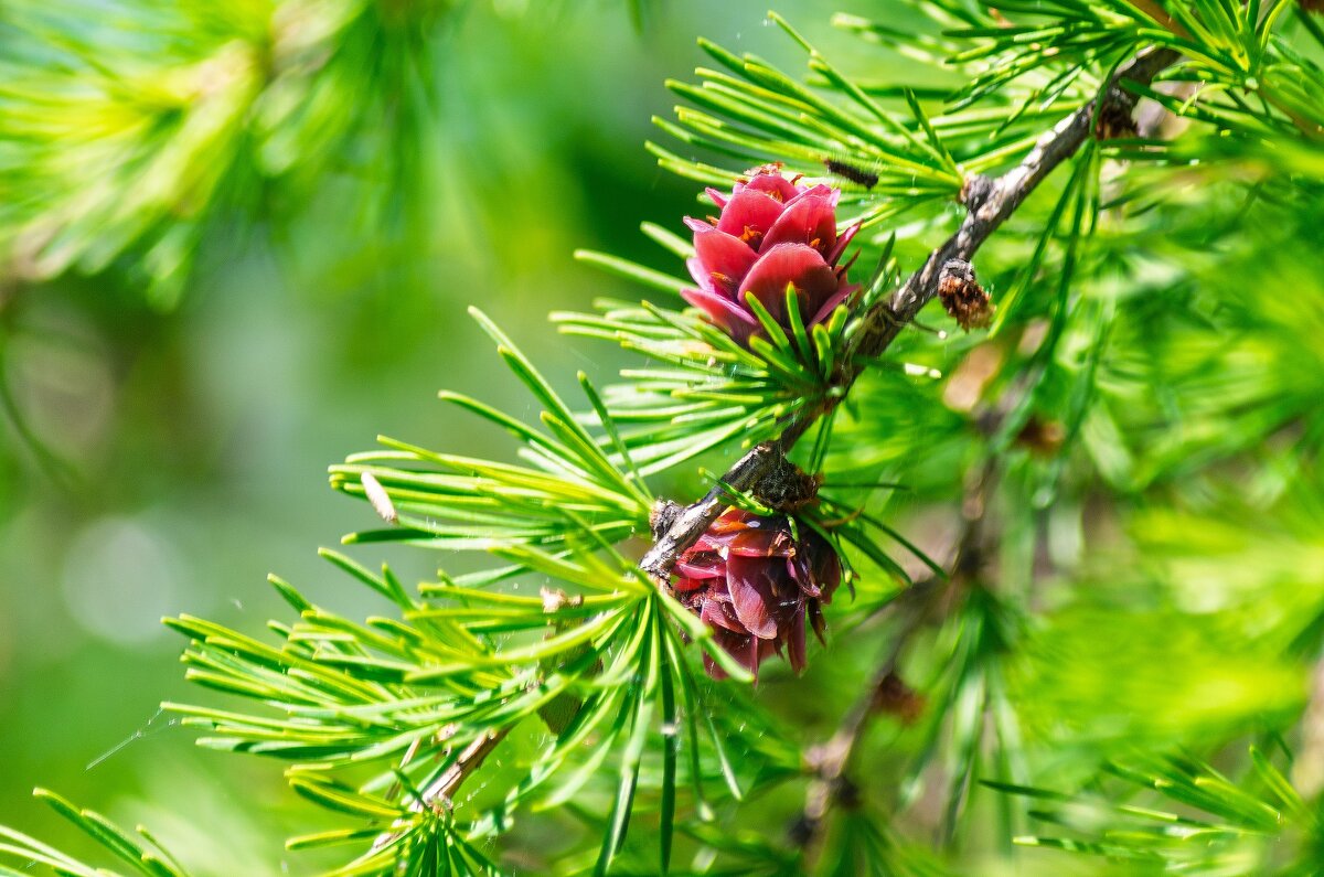 Лиственница - Виктор Иванович Чернюк