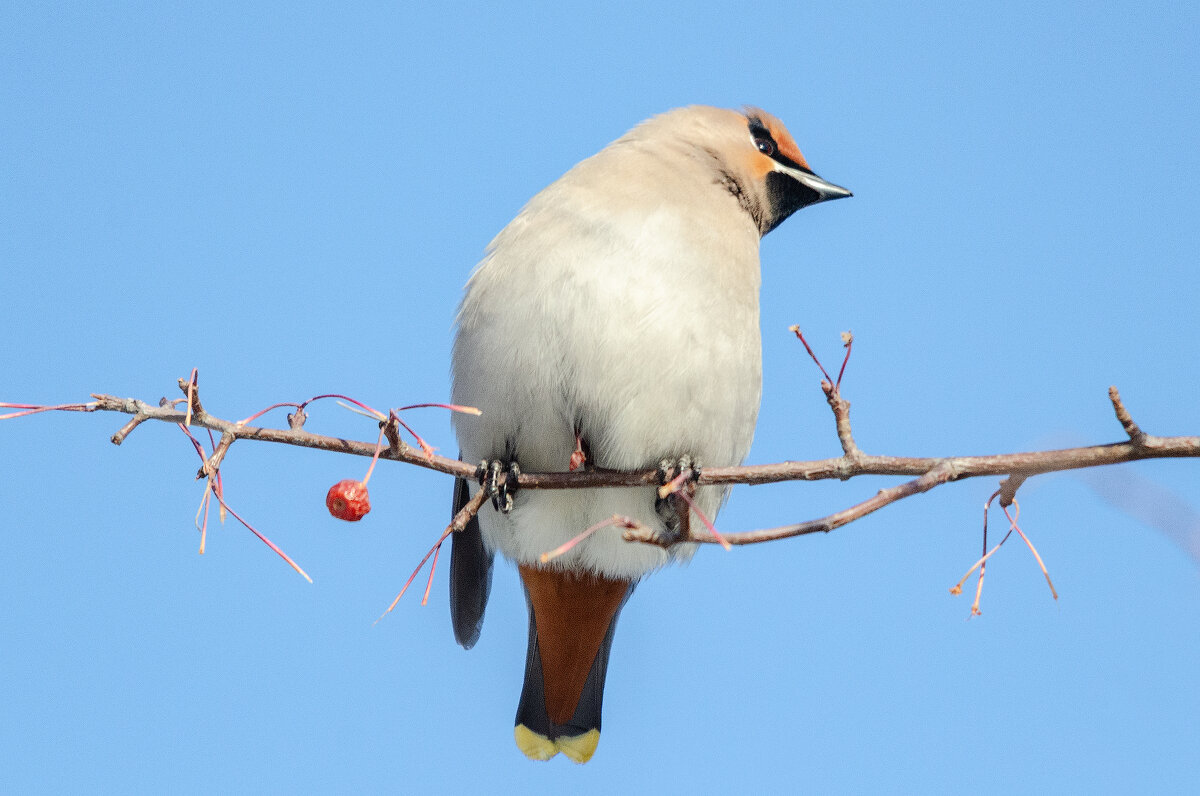 Свиристель - Виктор Иванович Чернюк