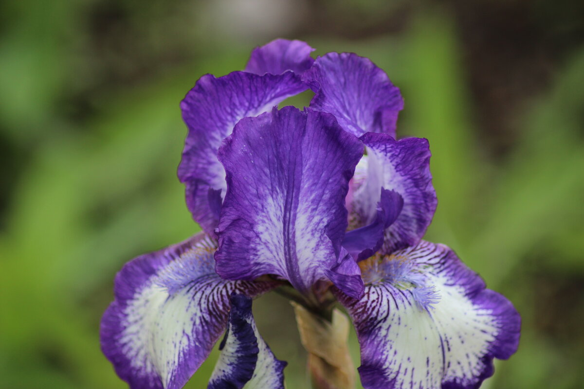 ирис - Наталья Штанулина