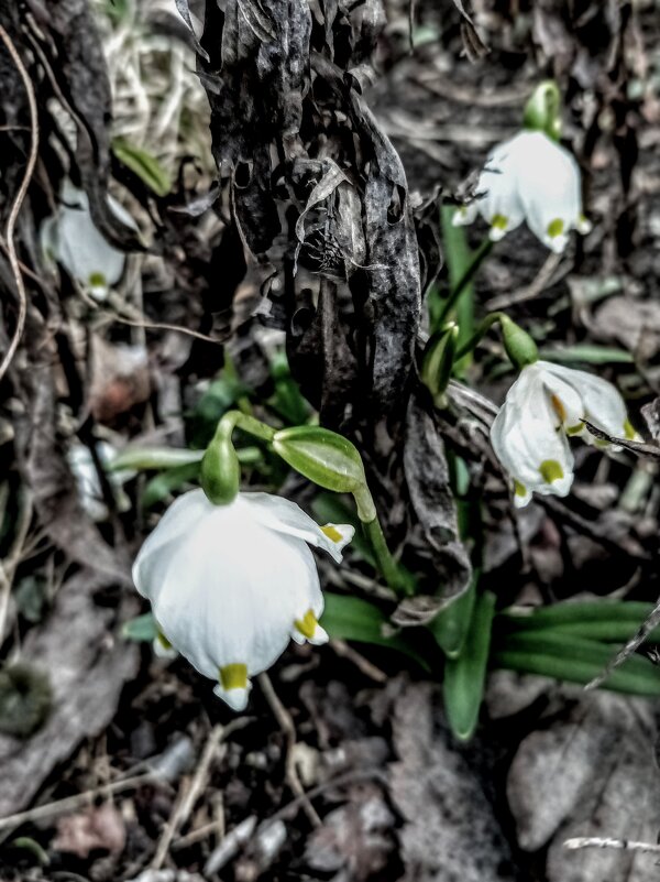 Белоцветник весенний - Veera V