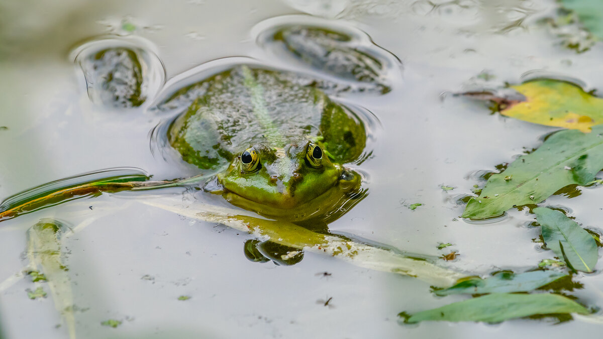 Царевна - лягушка) - Владимир Лазарев