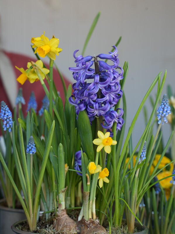 Весна ... - Lersa 