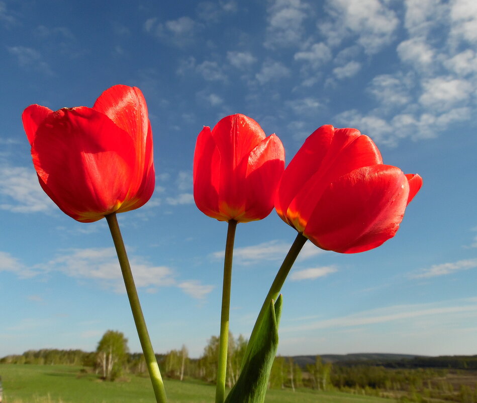 Тюльпаны. - nadyasilyuk Вознюк