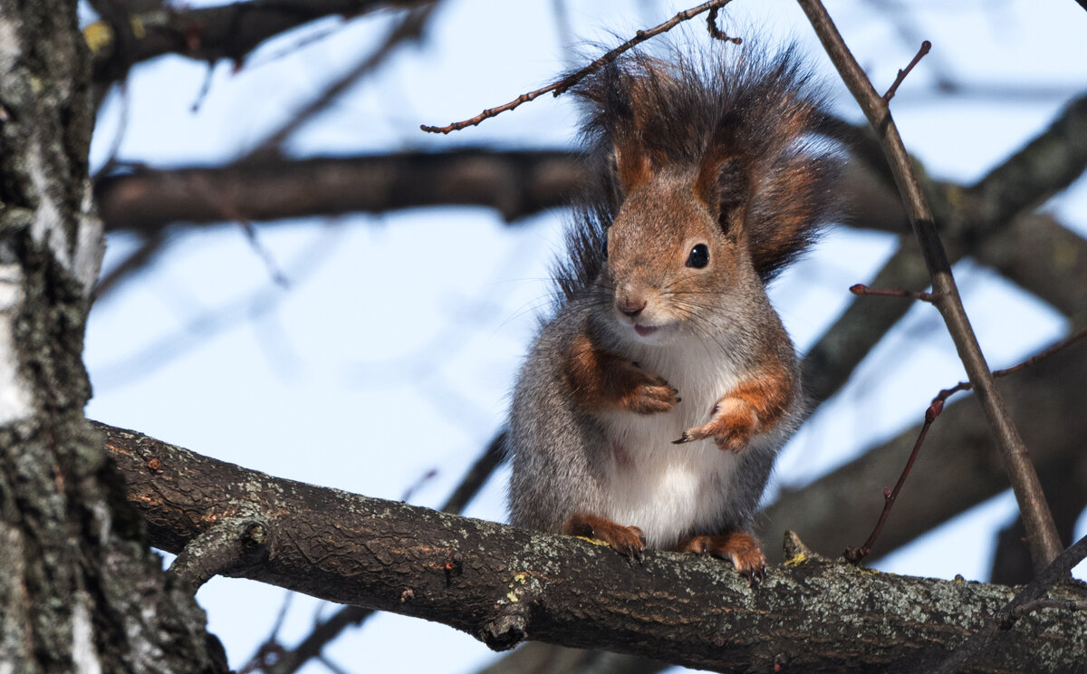 Красотка. - Владимир Безбородов