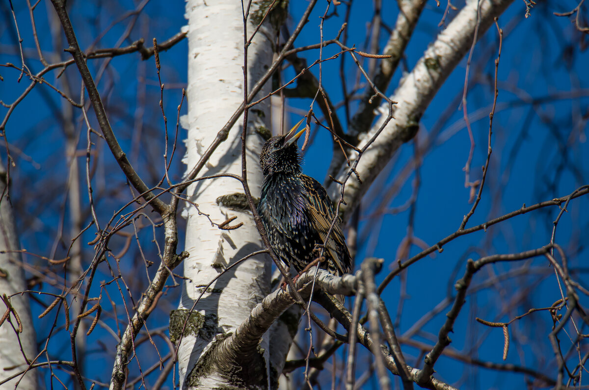 Где же ты милая.....? - Sergey (Apg)