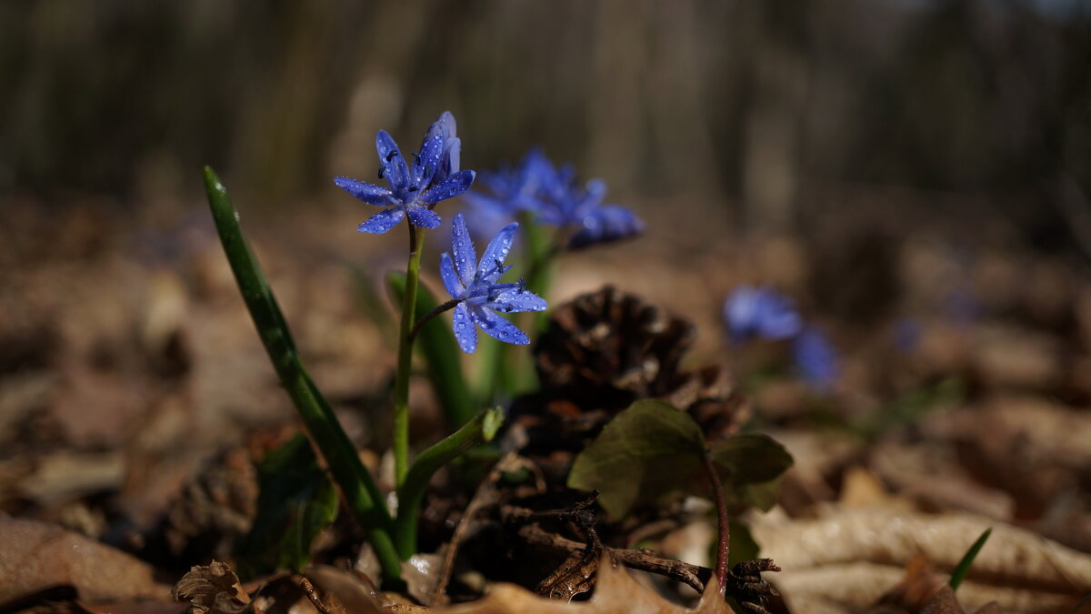 Весна ! - Вен Гъновски